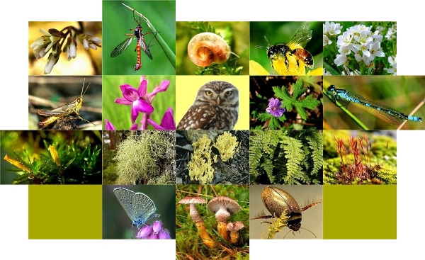 Beispiele Biodiversität